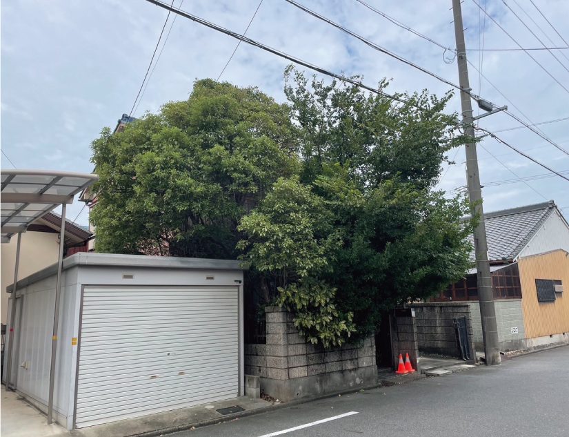 伐採前の高木